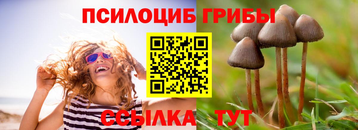 Каменка  Псилоцибиновые грибы Psilocybe  Вход с VPN  Псилоцибиновые грибы мицелий 